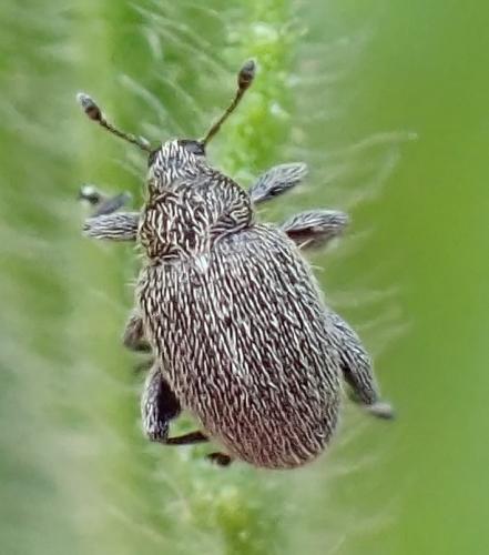 Pseudorchestes persimilis